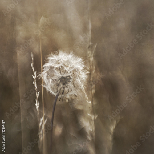 Close up of dandelion clock