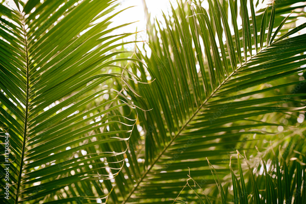 Fototapeta premium Palm leaves in botanical garden