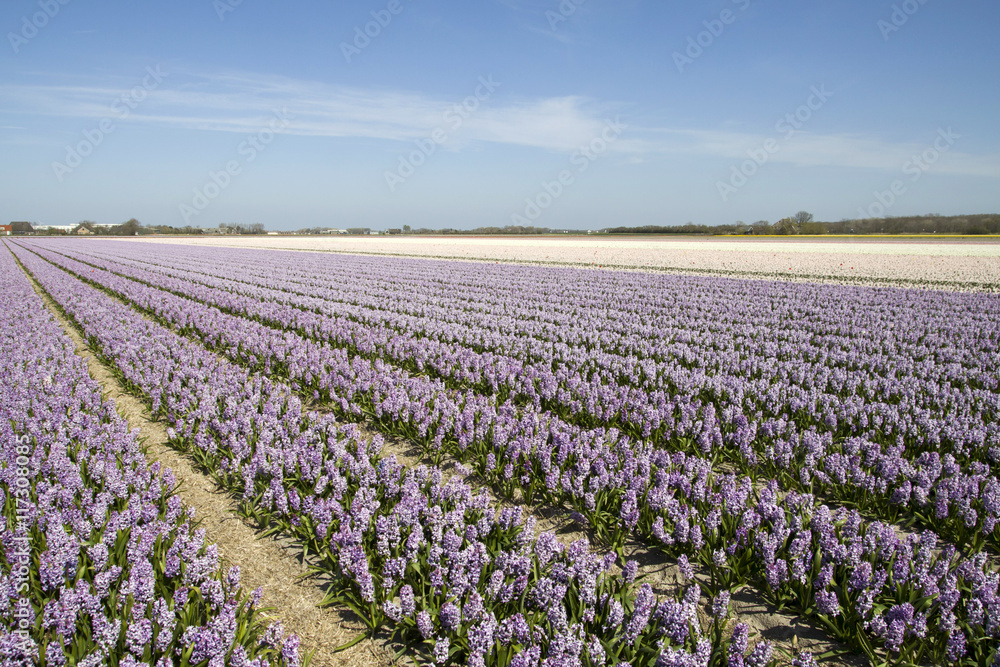 Rows of light purple hyacinth flowers in spring with a cloudless blue sky