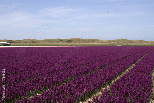 Rows of dark purple hyacinth flowers in spring with a cloudless blue sky