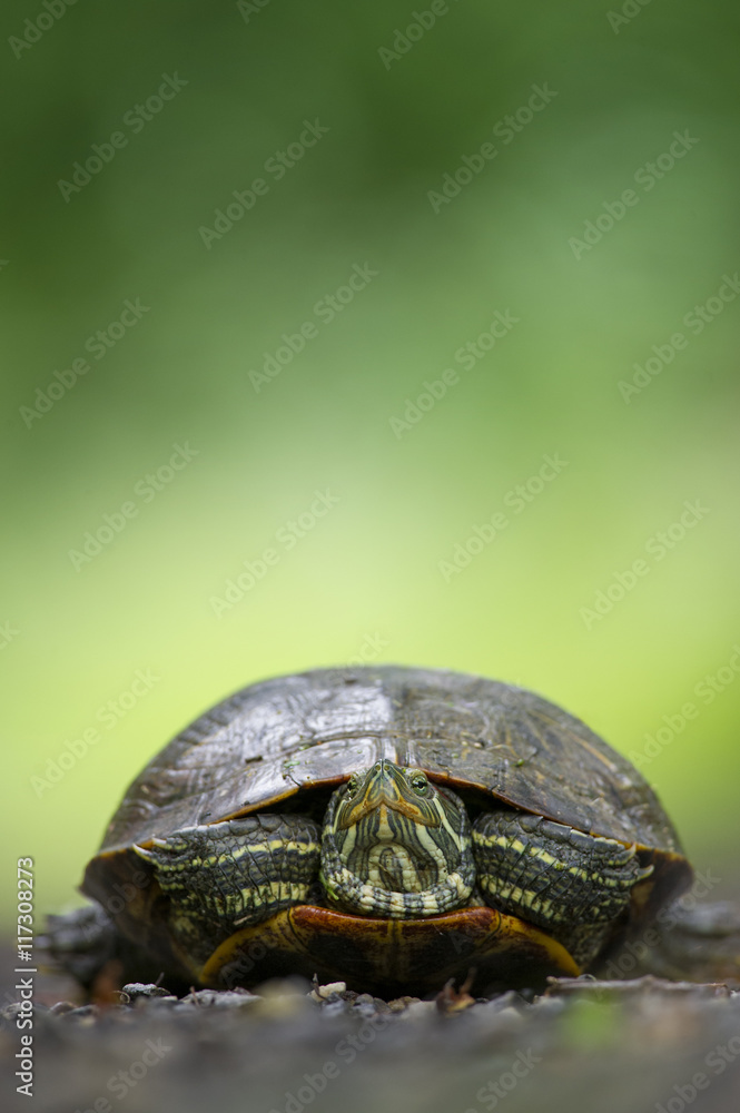 Obraz premium A medium sized turtle sits on a road with a bright green background.