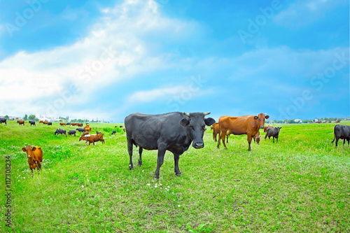 Fototapeta Naklejka Na Ścianę i Meble -  Cows on the meadow