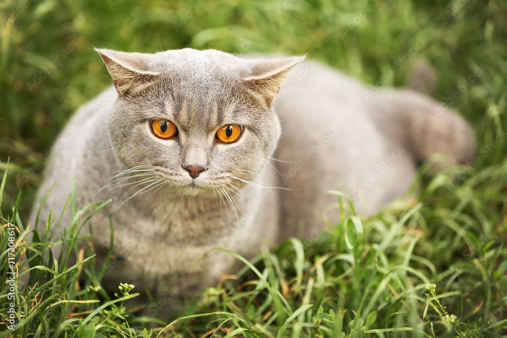 Grey cat in a grass