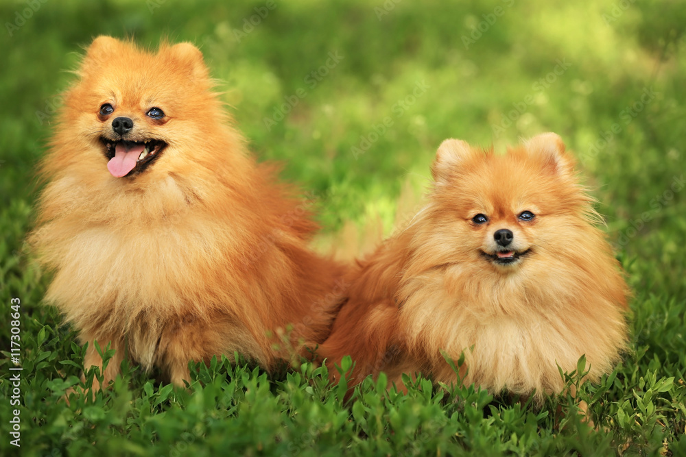 Cute fluffy dogs on green grass Cute fluffy dogs on green grass