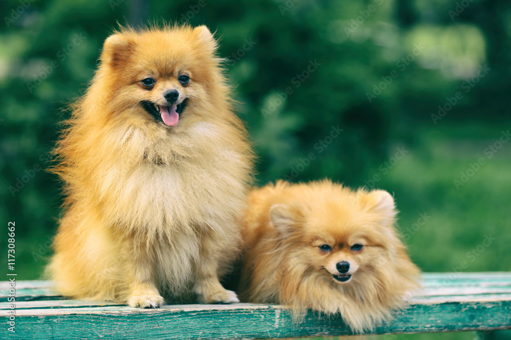 Cute fluffy dogs on green grass Cute fluffy dogs on green grass