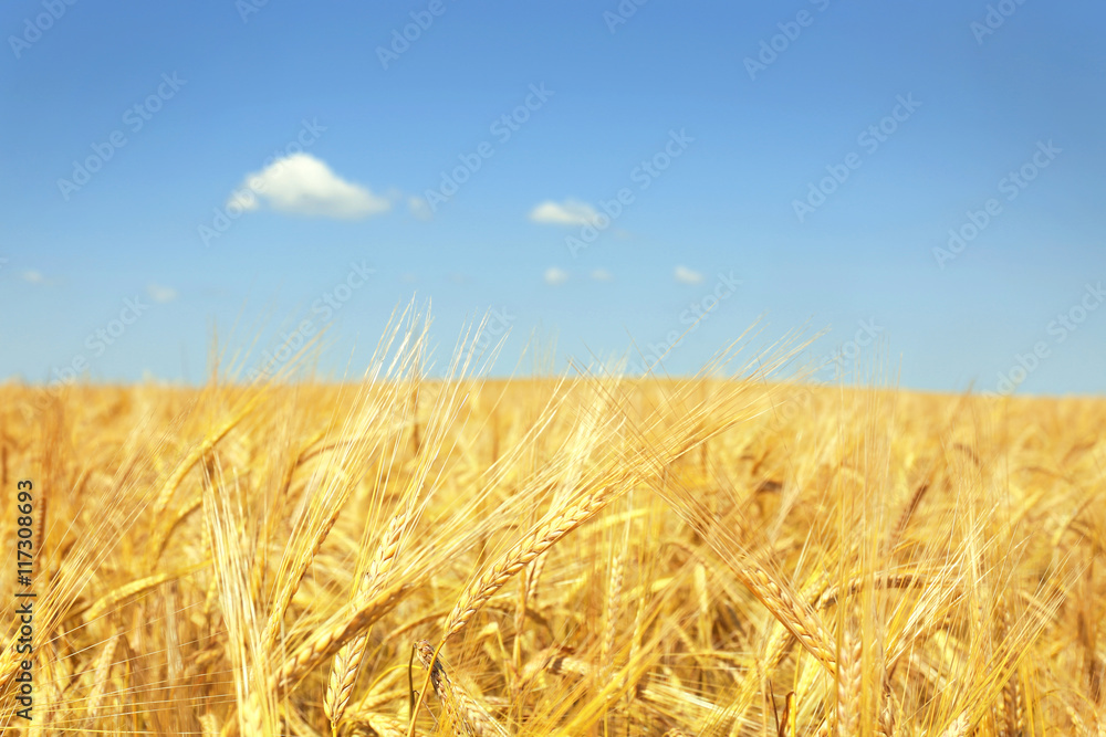 Golden wheat field on blue sky background Golden wheat field on blue sky background