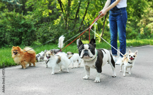 Woman walking dogs in park