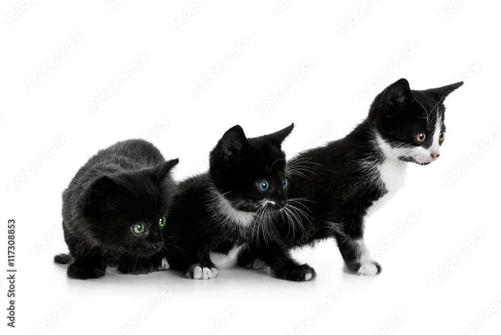 Cute small cats, isolated on white Cute small cats, isolated on white