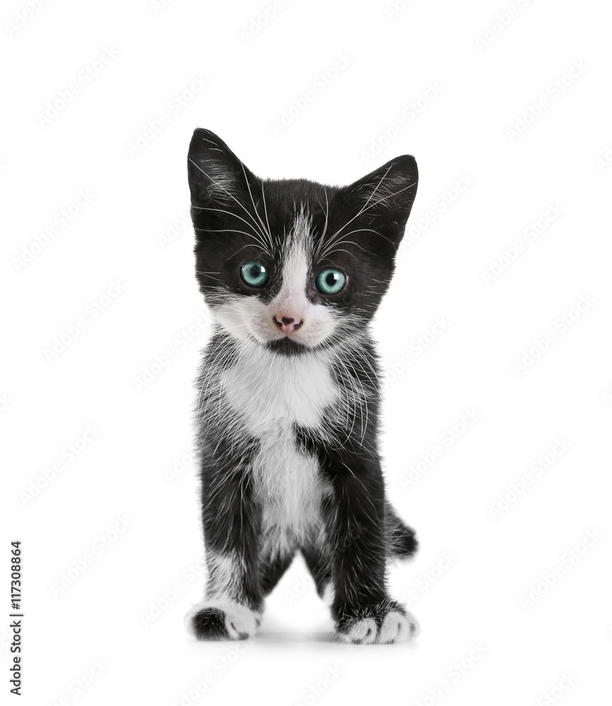 Cute small cat, isolated on white Cute small cat, isolated on white