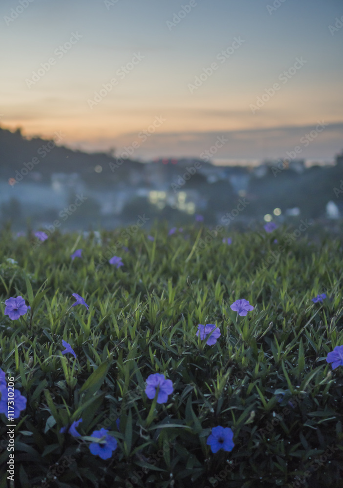 Naklejka premium Close up of grass with violet flowers against beautiful sunrise and blurred silhouette of city landscape - view from the rooftop