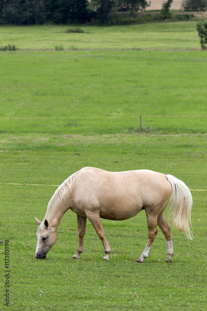 Grazing Horse in the summer Landscape Grazing Horse in the summer Landscape