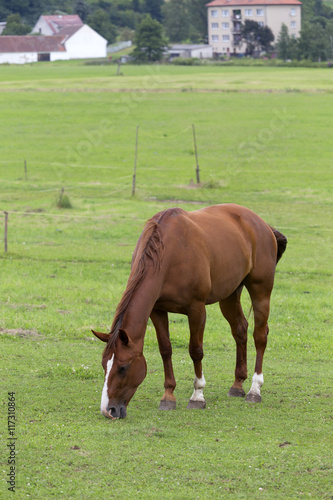 Grazing Horse in the summer Landscape
