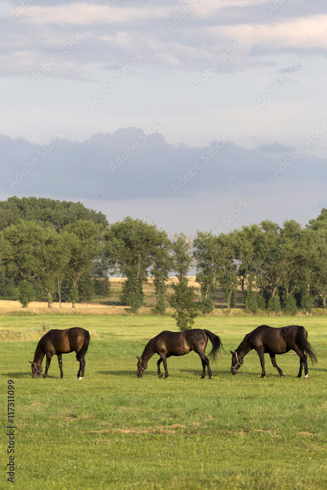 Grazing Horses in the summer Landscape