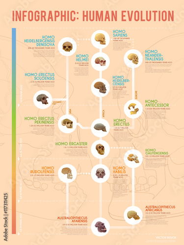 Human evolution infographic. photo