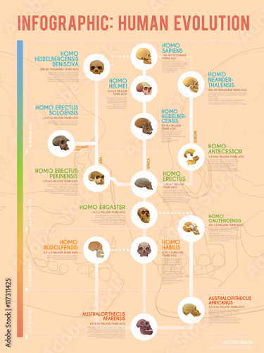Human evolution infographic.