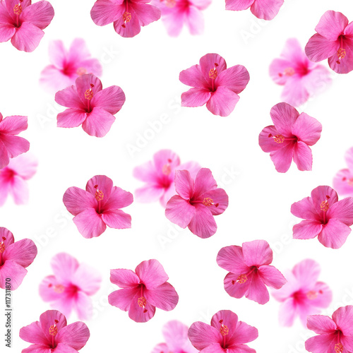 Beautiful floral background with pink hibiscus isolated  © Ann-Mary