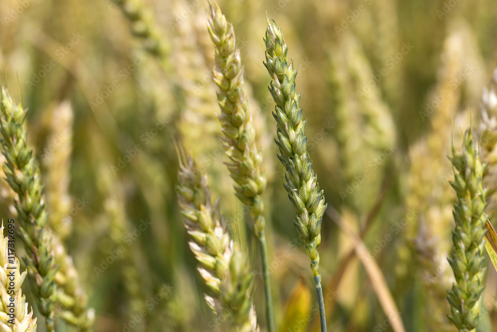 Detail of Wheat Spikes Detail of Wheat Spikes