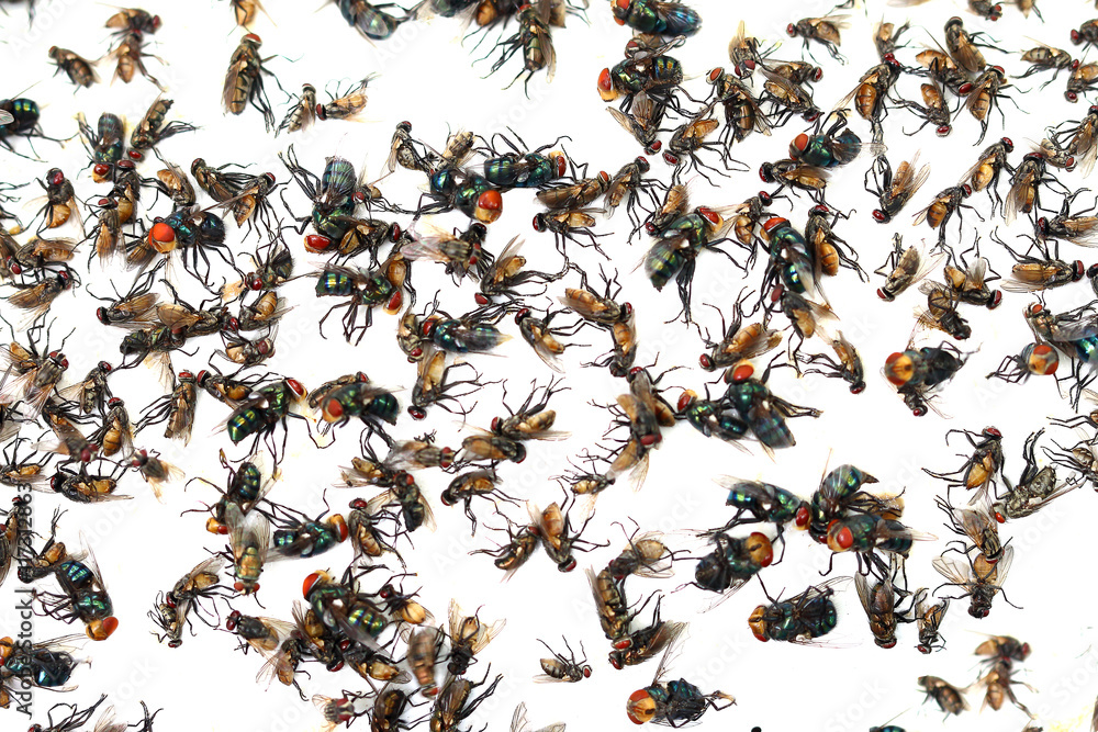 Flies caught on sticky fly paper trap Flies caught on sticky fly paper trap
