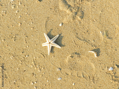 stella marina sulla sabbia