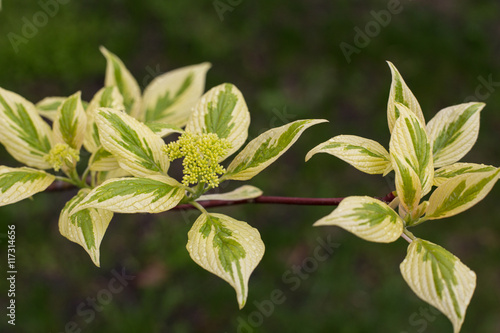 cornus controversa variegata in blossom