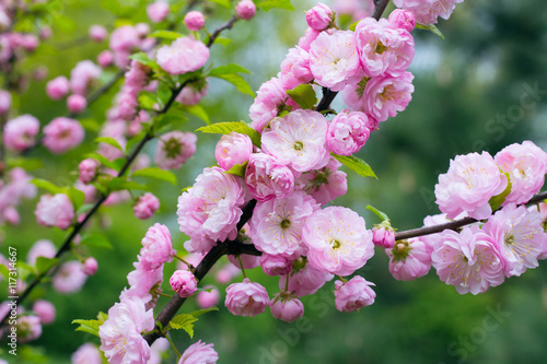 Obraz na plátně Prunus triloba in blossom