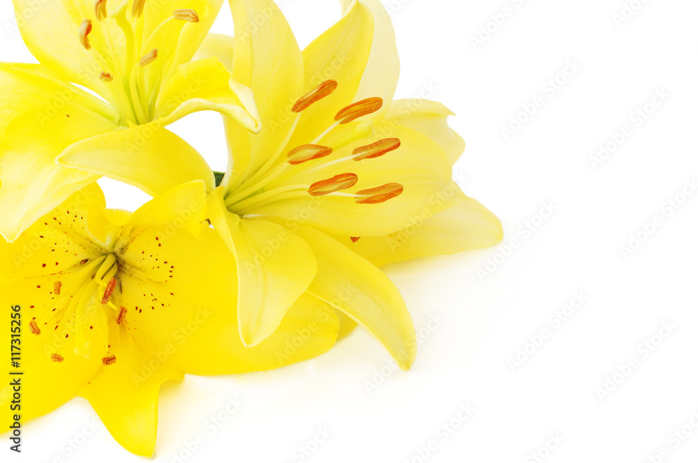 Obraz premium yellow flowers of lilium