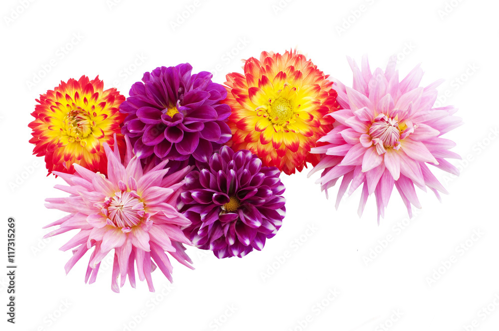 colorful dahlias colorful dahlias