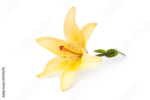 yellow flowers of lilium