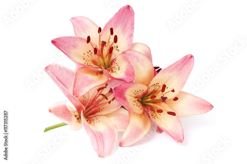 pink flowers of lilium