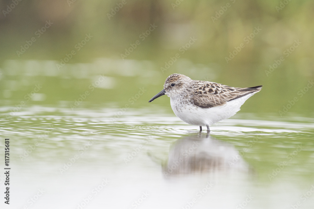 A Semipalmated Sandpiper stands in shallow water in front of a green background. A Semipalmated Sandpiper stands in shallow water in front of a green background.
