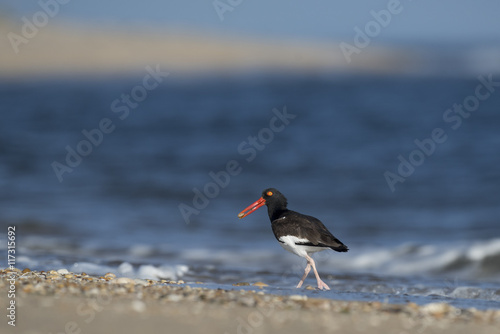 An American Oystercatcher walks along the shoreline of the Atlantic Ocean with food in its beak on a sunny morning as waves crash in the background. © rayhennessy