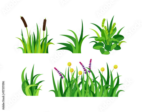 Grass vector illustration.