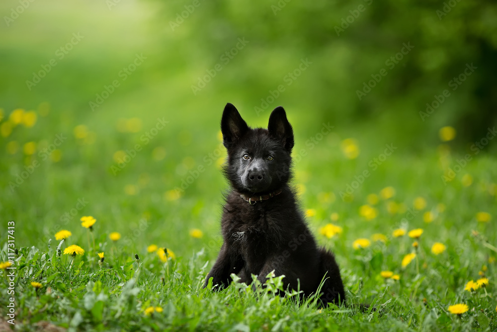 German shepherd puppy of black colour. German shepherd puppy of black colour.