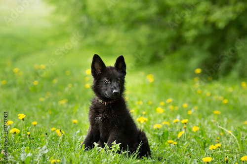 beautiful German shepherd puppy of black colour. sitting on the