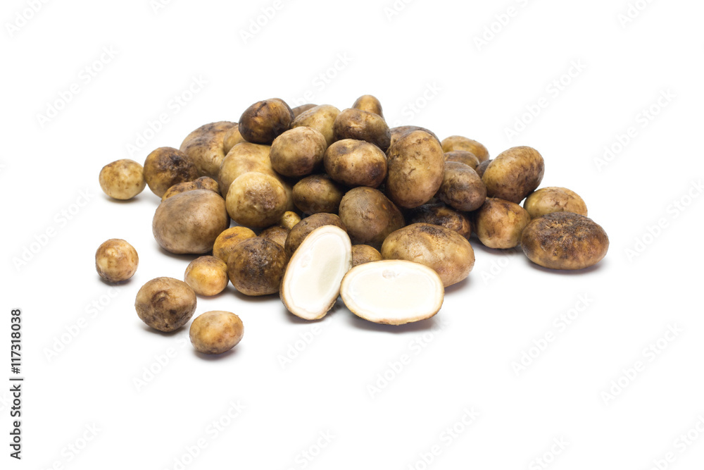 Puffball Mushroom Puffball Mushroom