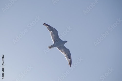 seagull flying in the sky 2