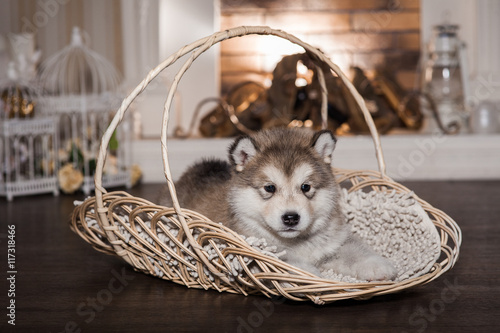 One malamute puppy lying in the wicker basket against the firework background. Small miracle. Selective focus, toned image. Horizontal