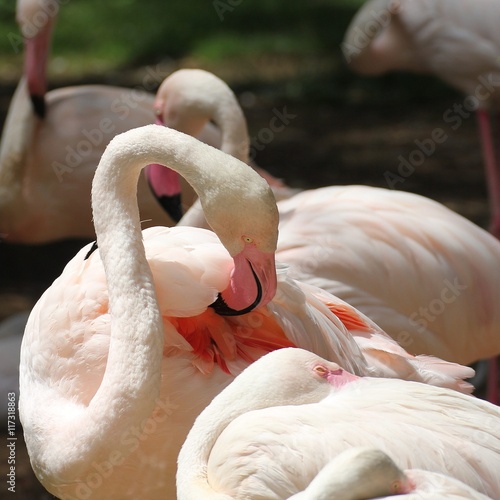 Fototapeta Naklejka Na Ścianę i Meble -  Flamingos