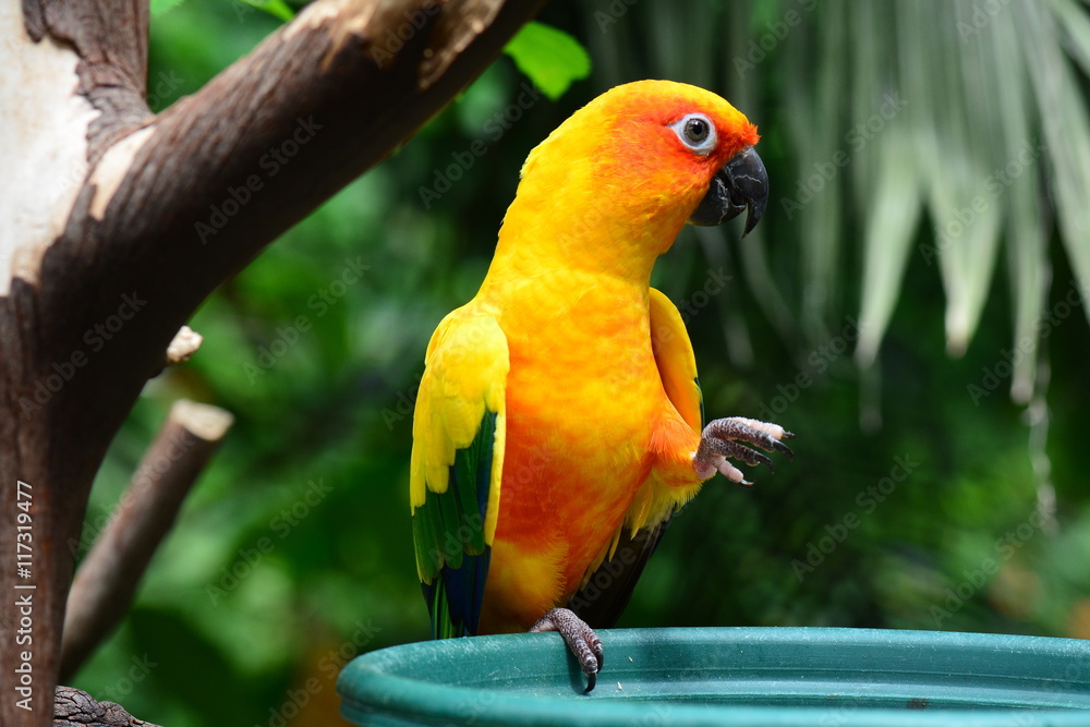 A pretty yellow feathered sun conure at the gardens.