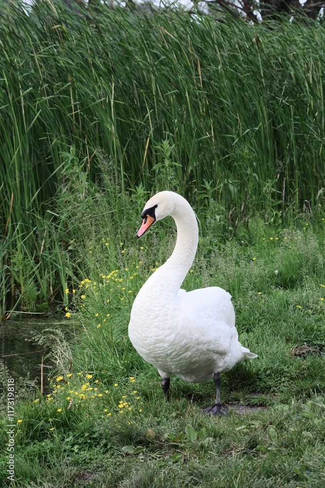 male swan walking alone on the shore of the pond male swan walking alone on the shore of the pond
