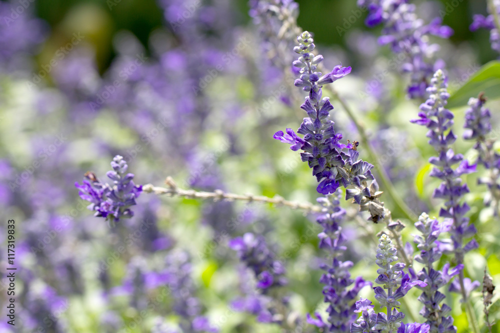 Obraz premium Lavender Flowers