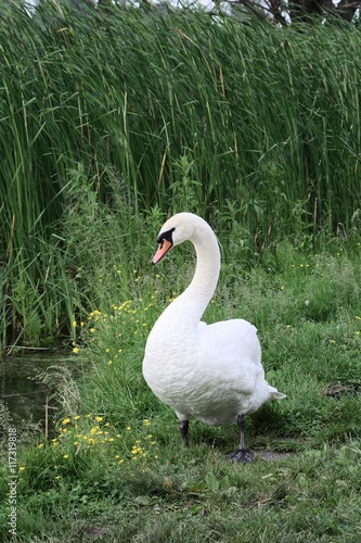 male swan walking alone on the shore of the pond