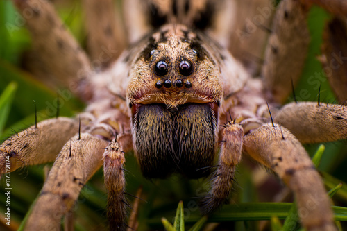 Araña