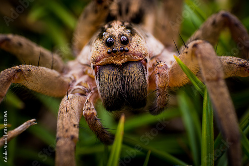 Araña