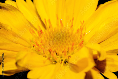 Closeup of beautiful yellow sunflower stamens