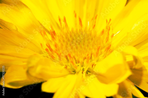 Closeup of beautiful yellow sunflower stamens