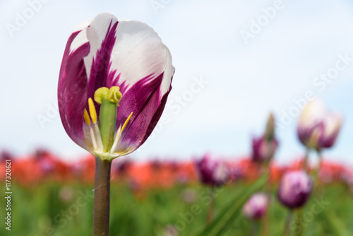 Close-up of the inside of a purple and white tulip against a field of red tulips and the sky  