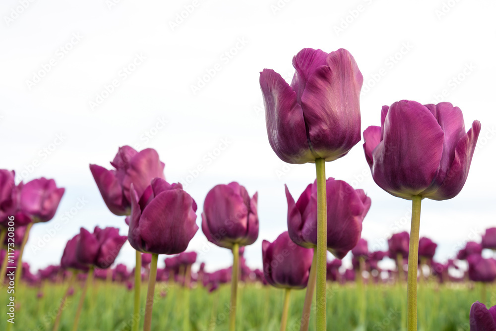 Rows of purple tulips in a green field
