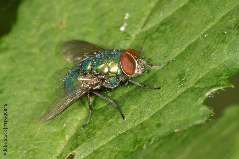Naklejka premium Common Green Bottle Fly, Greenbottle Fly , Lucilia sericata