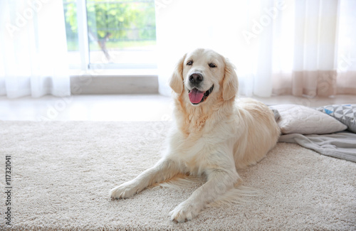 Fototapeta Naklejka Na Ścianę i Meble -  Cute dog on carpet
